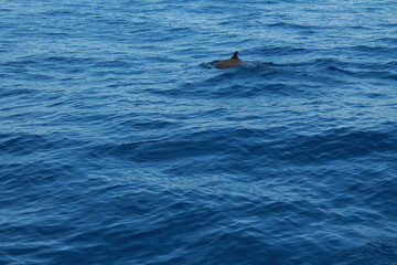 Fototapeta premium Martinique travel