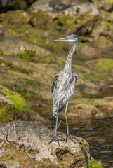great blue heron fishing
