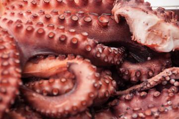 octopus on the market © Cristina