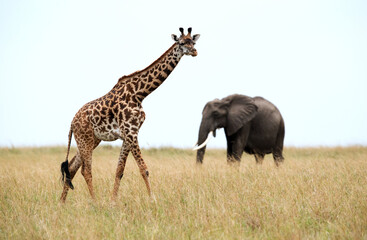 Giraffe and a tuskar, Masai Mara