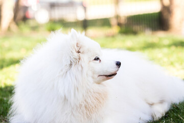 A close up shot of an American Eskimo laying in the grass.