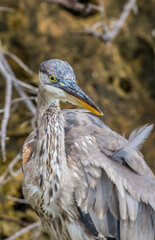 great blue heron fishing
