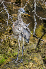 great blue heron fishing