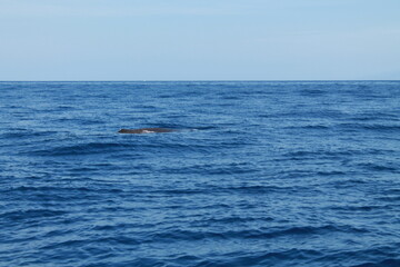 Fototapeta premium Martinique travel