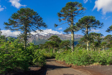 Fototapeta na wymiar Parque nacional Conguillio Sur De Chile región de la araucanía naturaleza bosque nativo lago natural Araucaria paisaje montaña turismo