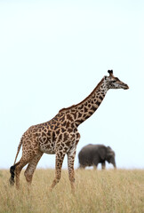 Obraz na płótnie Canvas Giraffe and a elephant in the backdrop, Masai Mara
