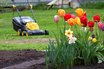 backyard with blooming tulips in front of blurred green lawn and electric grass mower