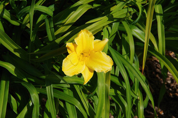 Close-up selective focus view of a bright yellow fresh day lily