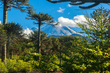 Parque nacional Conguillio  Sur De Chile región de la araucanía naturaleza bosque nativo lago...