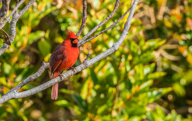northern red cardinal in tree