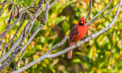 northern red cardinal in tree