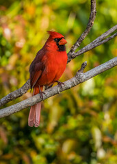 northern red cardinal in tree