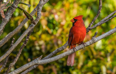 northern red cardinal in tree