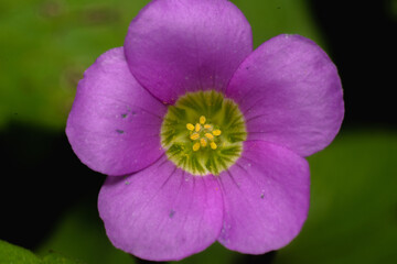 violet flower in the garden