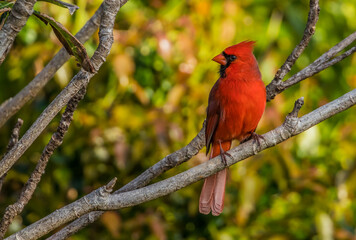 northern red cardinal in tree