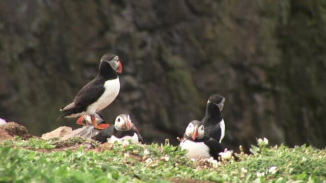 Puffin bird on the cliffs cute colony of funny birds UK England