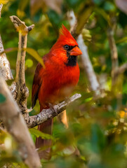 northern red cardinal in tree