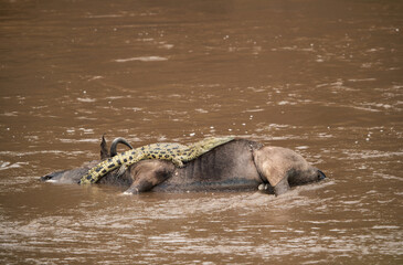 Fototapeta premium Crocodile resting on the carcass of Wildebeest