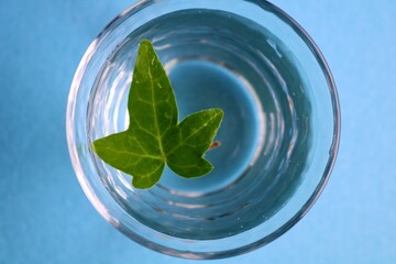 アイビー　観葉植物　癒し　屋内　