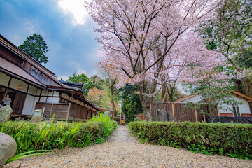 奈良県吉野　桜の木がたたずむ日本庭園