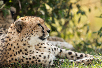 Closeup of Cheetah