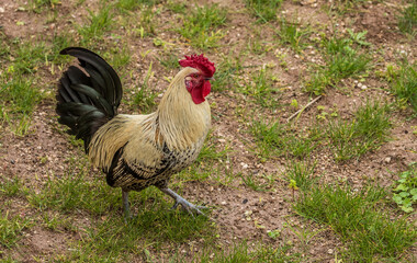feral chicken rooster chicks