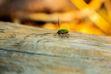 Golden Jewel Beetle (Buprestis aurulenta) also Known as Golden Buprestid, species of Iridescent Green with Shining Orange Trim Around the Wing Covers Walks on Wood Log