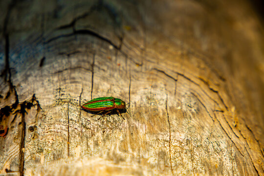 Golden Jewel Beetle (Buprestis aurulenta) also Known as Golden Buprestid, species of Iridescent Green with Shining Orange Trim Around the Wing Covers Walks on Wood Log