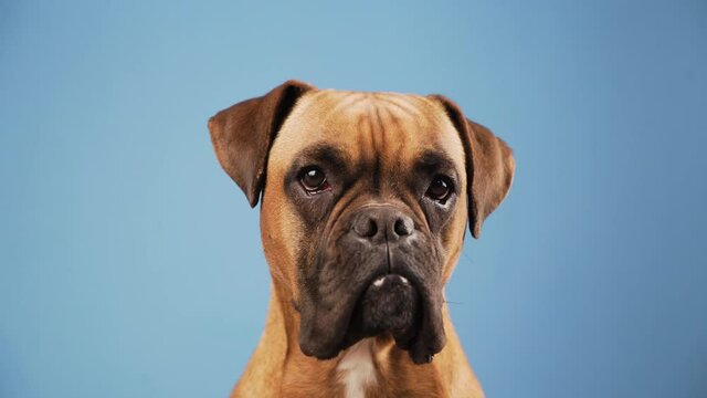 Cute boxer dog in the photo studio on blue background