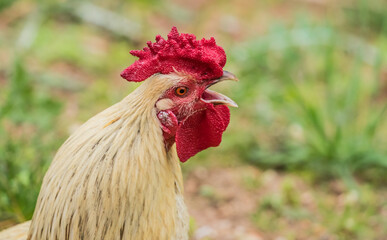 feral chicken rooster chicks