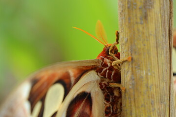 wasp on a branch
