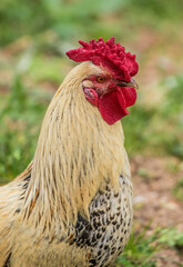 feral chicken rooster chicks