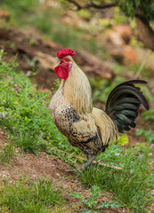 feral chicken rooster chicks