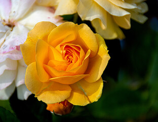 Closeup of a Deep Yellow Rose, with tiny dewdrops and a bokeh background, which represents friendship, joy and caring.