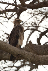 Tawny eagle perched on a tree