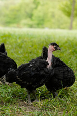 Young Australorp chicken. Missing feathers from neck.