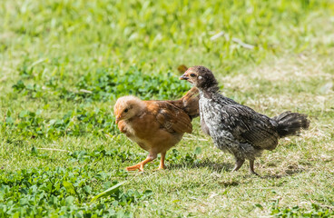 feral chicken rooster chicks