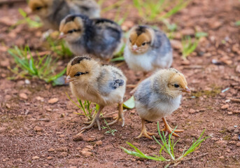 feral chicken rooster chicks
