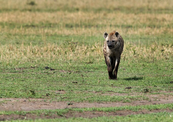 Fototapeta na wymiar Hyena moving in the grassland of Masai Mara