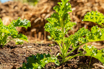 Kale Cabbage (Brassica Olracea) Growing in a Food Garden on a Sunny Summer Day