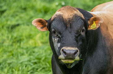 brown cow in pasture 