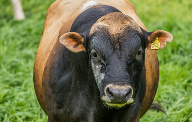 brown cow in pasture 