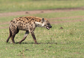 Naklejka na ściany i meble Hyena walking in Savannah, Masai Mara