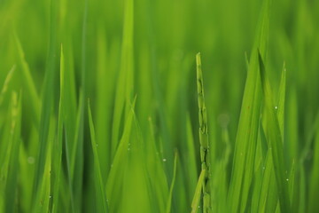green grass background