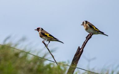 Obraz premium Lawrence's gold finch on post