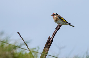 Fototapeta premium Lawrence's gold finch on post