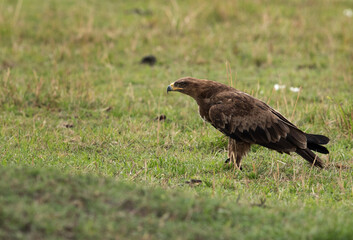 Tawny eagle moving on the grasses, Masai Mara