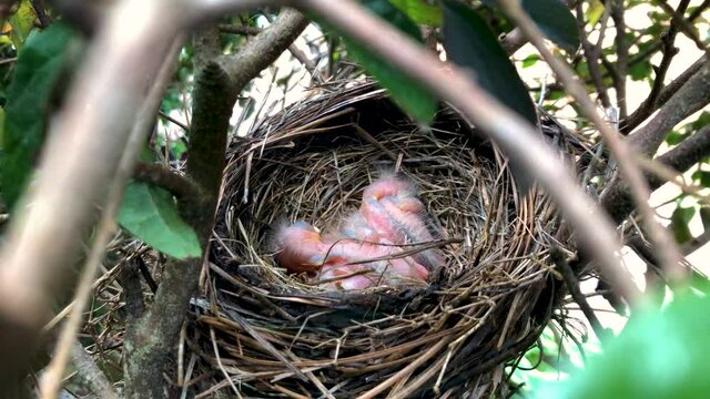 Three newly hatched baby Robin birds sitting in nest inside bush.