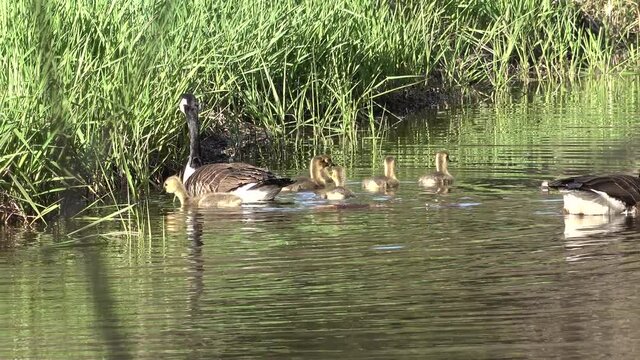 Swiming Canada Goose With Baby Gosling
