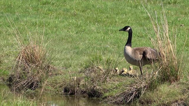 Canada Goose with Baby Gosling Chilling